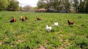 chickens in field
