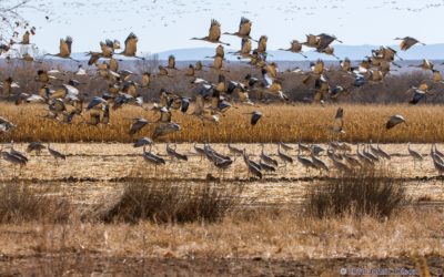 Protect Our Migratory Birds: Demand SunZia Energy Bury Rio Grande Transmission Lines